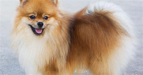 PeekaPoo Pomeranian Mix Personality, Size, Temperament, Growth