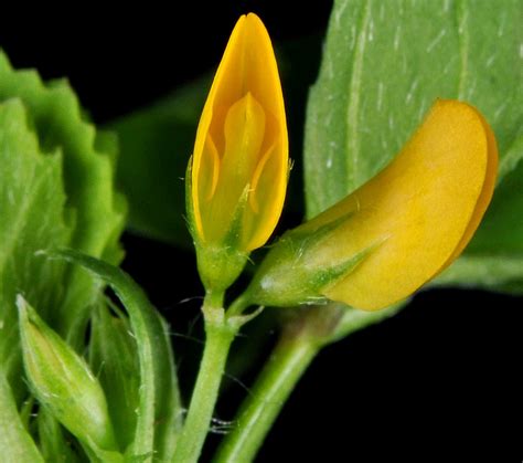 Genus: Medicago (medick): Go Botany