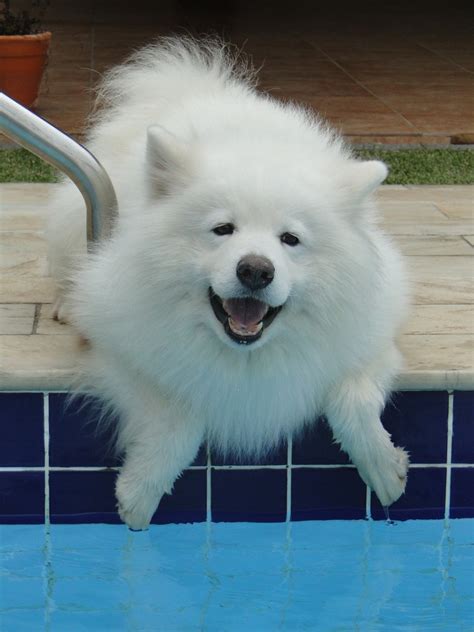 The Samoyed: Snow Dog in Winter and in Summer - PetHelpful