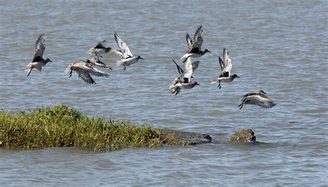 MWD votes to buy 20,000 acres of island farmland in Sacramento-San ...