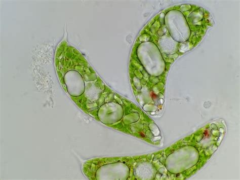 17 Best images about Protist - Algae on Pinterest | Lakes, University college london and Seaweed