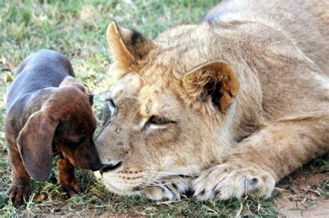 Mail2Day: Unusual Friendship of Dog & Lion in Oklahoma (10 pics)