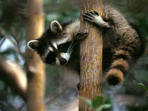 Raccoons - Pets Cute and Docile