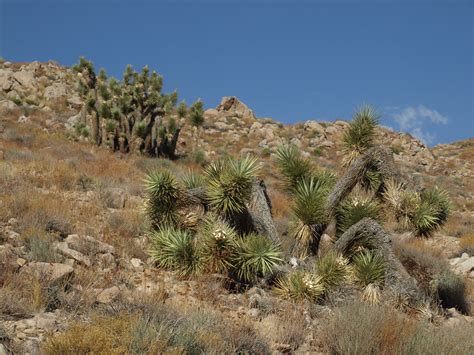 western Joshua tree, Yucca brevifolia | western Joshua tree,… | Flickr