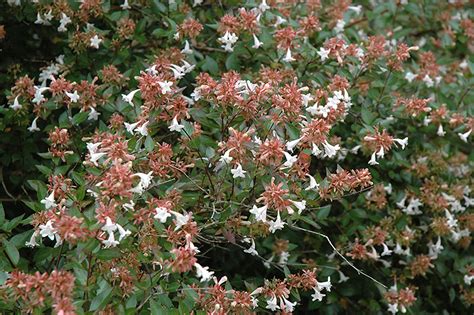 Glossy Abelia - Buchanan's Native Plants