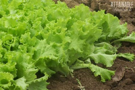 Harvesting Lettuce: How to Make Yours Produce for Weeks)!