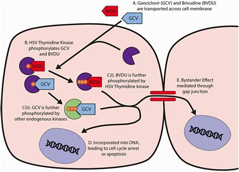 Ganciclovir Mechanism Of Action