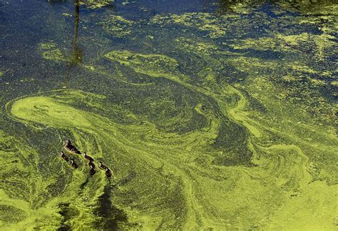 What Hikers Should Know About Toxic Algae Blooms | LaptrinhX / News