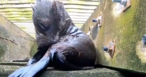 Adorable Australian Fur Seal Pup Preens Itself Under Blairgowrie Pier ...