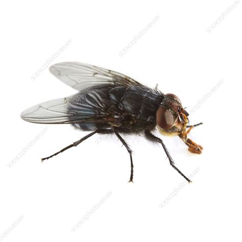 Bluebottle fly - Stock Image - F007/6576 - Science Photo Library