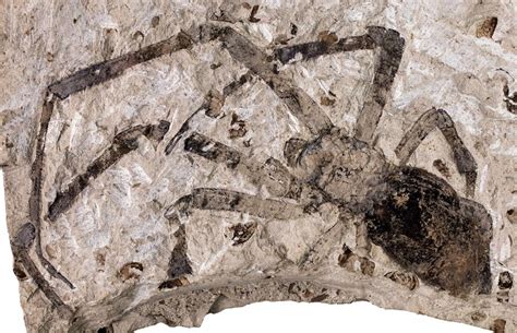 Biggest Fossil Spider Found