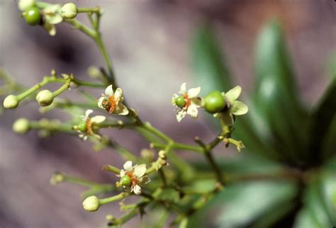 Exothea paniculata - Inkwood. Flower. Family Sapindaceae. | Flowers, Plants, Flora