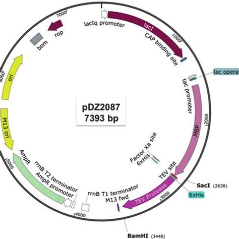 (PDF) Removal of Affinity Tags with TEV Protease