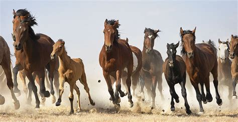 Wild Horses Galloping - Viewing Gallery