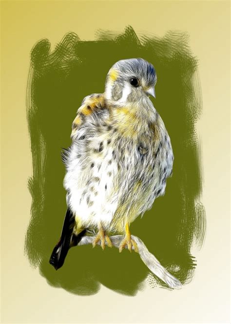 Free Images : wing, animal, paint, owl, bird of prey, sketch, drawing, illustration, draw ...