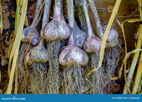 Garlic. Drying Garlic after Harvest Stock Photo - Image of spice, nutrition: 273801784