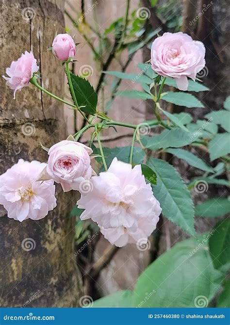 White rose garden stock photo. Image of rose, green - 257460380