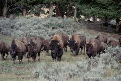 Northern Yellowstone Bison Herd - Michael McAuliffe Photography