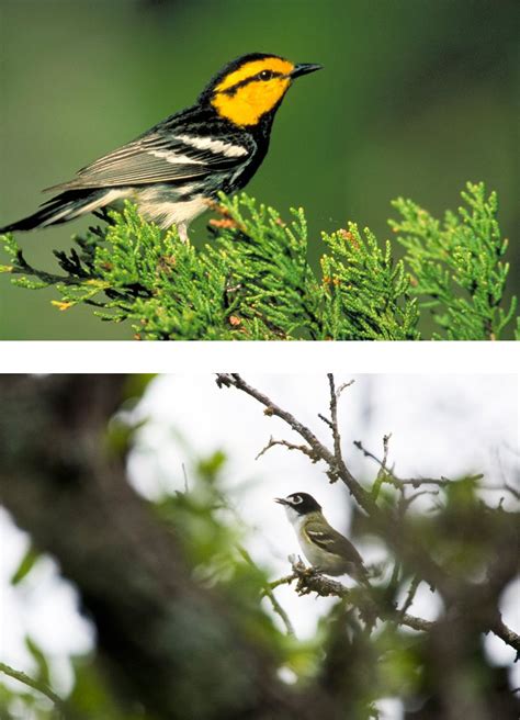 Lost Maples State Natural Area Nature — Texas Parks & Wildlife Department