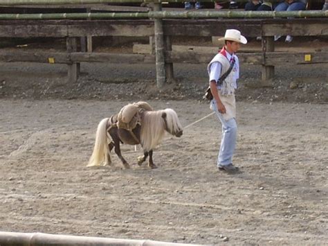 How did you happen? I love you. | Miniature horse, Horses, Baby horses