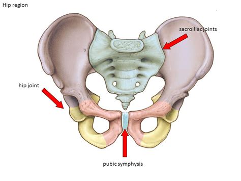 Pelvic Girdle Pain In Pregnancy | Active PT & Sports