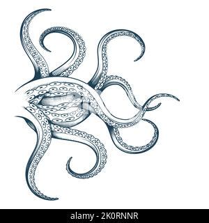 Squid isolated vector cephalopods marine animal sketch. Vector armhook squid, Decapodiformes ...