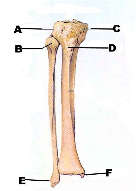 bone anatomy tibia fibula