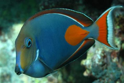 Achilles Tang For Sale (Acanthurus achilles). TOP Care facts ...