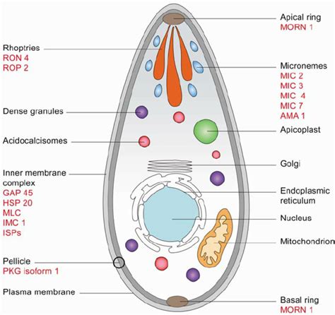 Toxoplasma Gondii Morphology