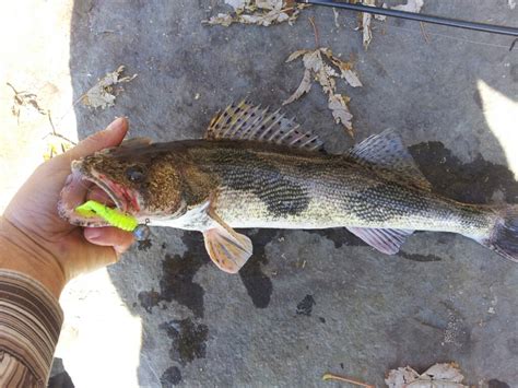 Sauger fishing at Greenup Dam - Kentucky Angling Forum