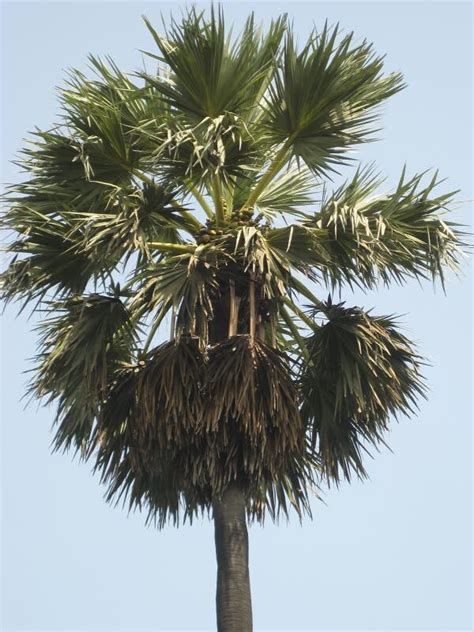 toddy palm tree | Toddy palm is a common name for several sp… | Flickr