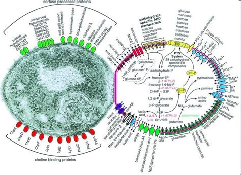 Pneumococcal meningitis and the role of Streptococcus pneumoniae ...