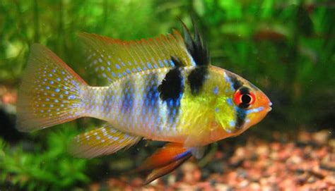 Peces De Agua Dulce. 12 Especies Coloridas Para Tener En Tu Acuario