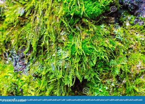 Green moss on wood texture stock photo. Image of closeup - 291320356