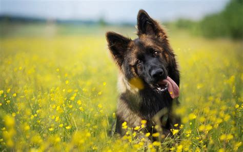 German Shepherd Wallpapers Images Photos Pictures Backgrounds