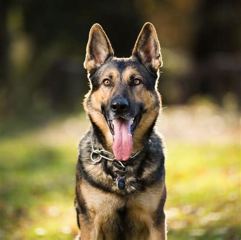 The 10 Best Guard Dogs — The Best Dog for Home Protection