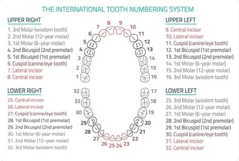 Adult Teeth Numbering Chart