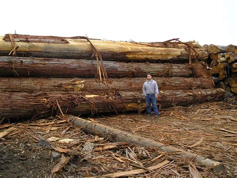 Port Orford Cedar | East Fork Lumber Company – Oregon