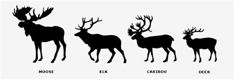 These beasts are in my backyard. Deer & Elk Size Comparison @Neferast | Moose, Moose tattoo, Deer