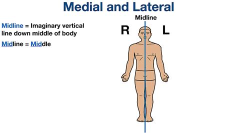 Anatomical Position and Directional Terms: Definitions, Example Labeled ...