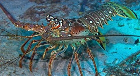 Spiny Lobster Facts | Anatomy, Diet, Habitat, Behavior