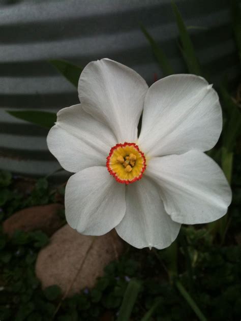 Narcissus Paperwhite Flower Tattoo - tech design trick