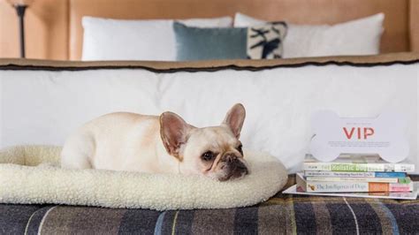 The Best Pet-Friendly Hotels In Seattle - Forbes Vetted