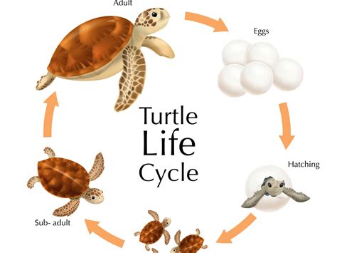 Turtle Life Cycle Facts