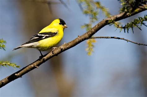 Birds In Minnesota: 25 Species In This Rural State