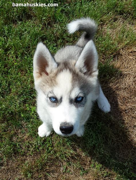 Husky puppy and Baby Redbirds - Siberian Husky Puppies For Sale