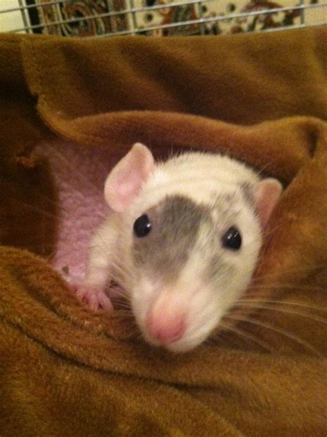 good morning! Dumbo rat! | Pet rats, Cute rats, Funny rats