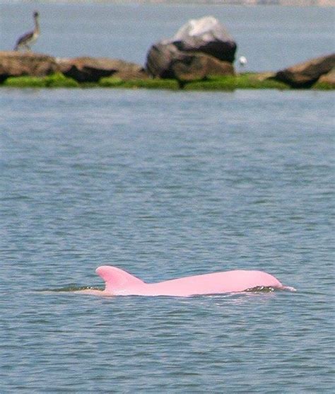 Pin by Holly Holzapfel on Pink is My Signature Color | Albino dolphin ...