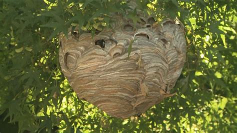 Giant bald-faced hornet's nest spotted near Union Station in DC taken down | wusa9.com