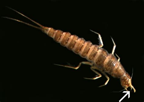 Dytiscidae Larvae